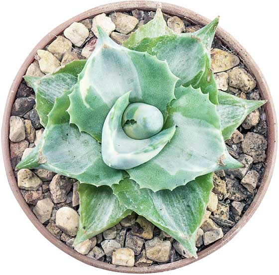 succulents-potted-circle