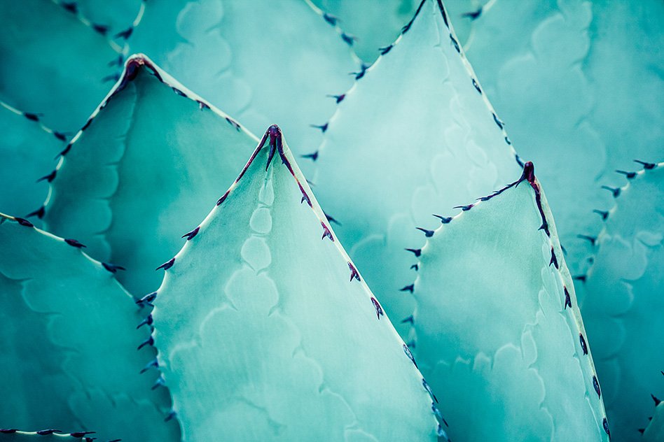 succulents